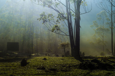 Trees in foggy weather