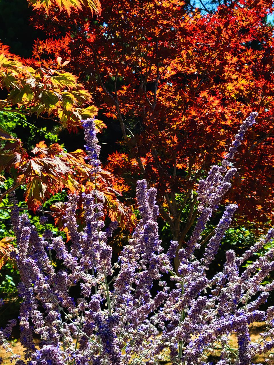 FULL FRAME SHOT OF PURPLE FLOWERING PLANTS