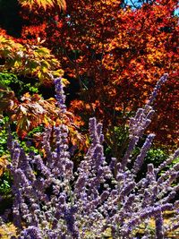 Full frame shot of flowering plants and trees during autumn