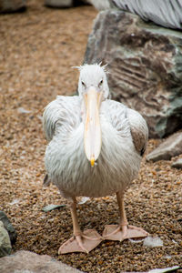 Portrait of white duck