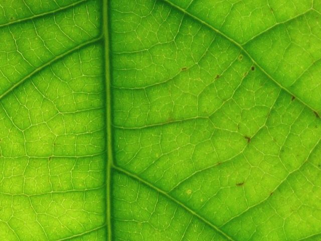 FULL FRAME SHOT OF LEAVES