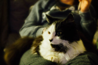 Close-up of cat sitting on lap