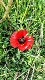 Close-up of red poppy flower on field