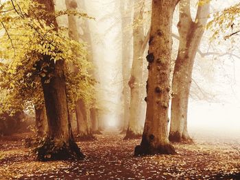 Trees in forest during autumn