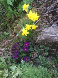 High angle view of yellow crocus flowers