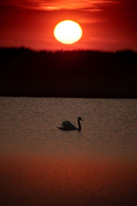 Silhouette bird in water at sunset
