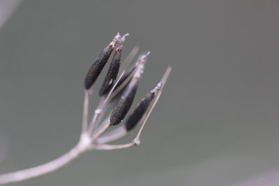 Close-up of leaf over white background