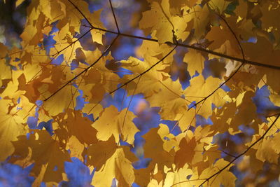 Low angle view of yellow maple tree during autumn