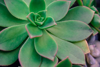 Full frame shot of prickly pear cactus