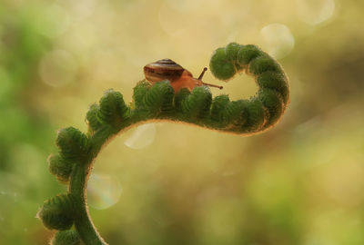 Close-up of snail on fern