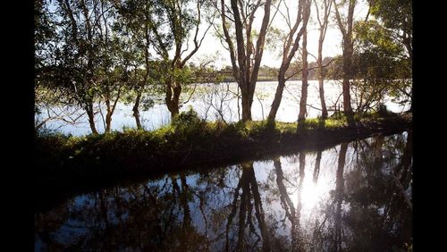 Reflection of trees in water