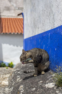 View of a cat on wall