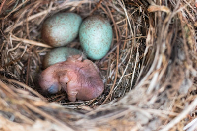 High angle view of bird in nest