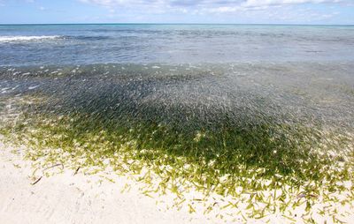 Scenic view of beach against sky