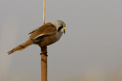 Close-up of bird perching on pole against clear sky