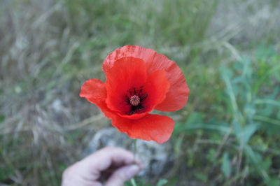 Close-up of red poppy flower