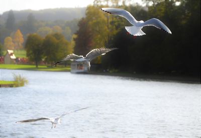 Seagull flying over lake