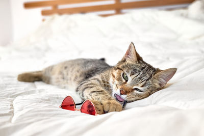 Cute tabby cat playing with eyeglasses on white blanket on the bed. funny home pet. 