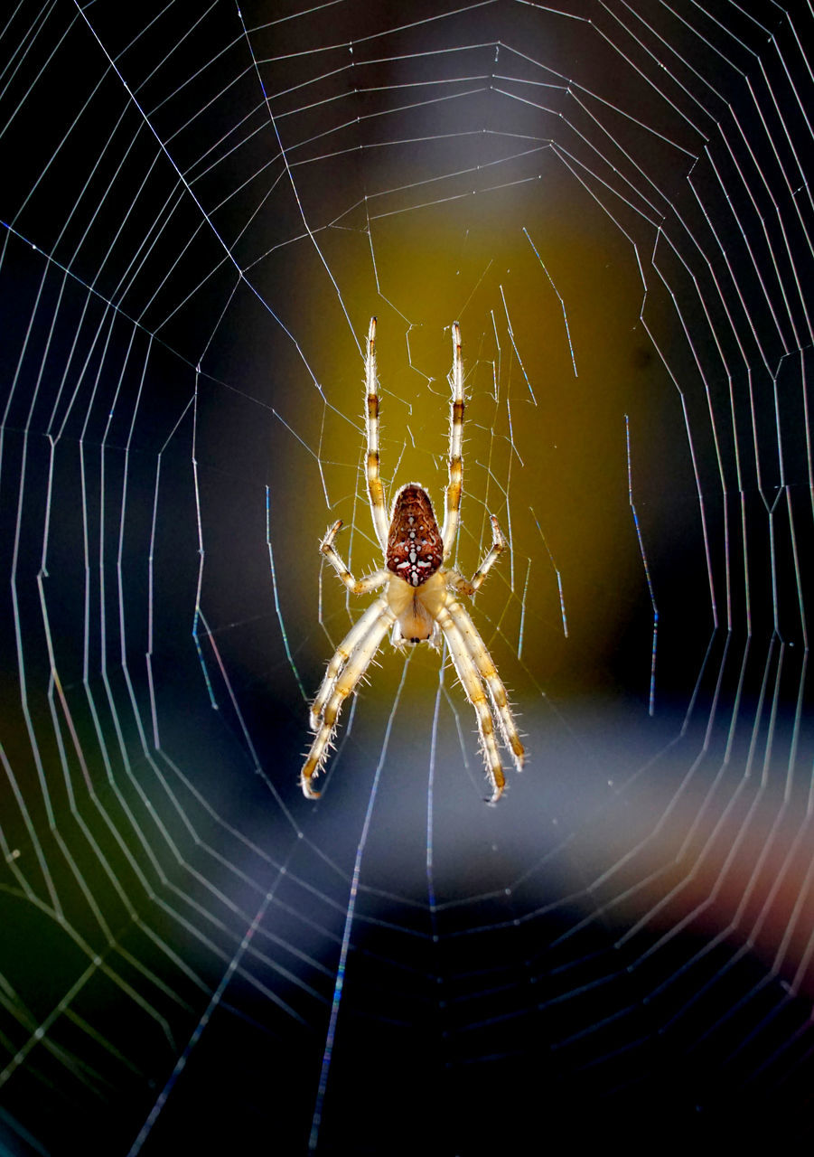 spider web, animal themes, animal, fragility, spider, arachnid, animal wildlife, close-up, one animal, wildlife, insect, focus on foreground, no people, animal body part, nature, macro photography, beauty in nature, outdoors, zoology, spinning, macro, animal leg, intricacy, complexity