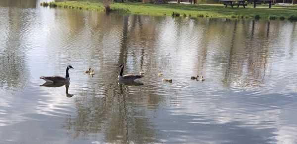 Ducks swimming in lake