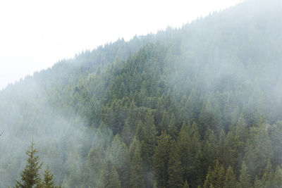 Pine trees in forest against sky