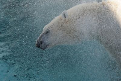 Close-up of polar bear