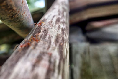 Close-up of tree trunk