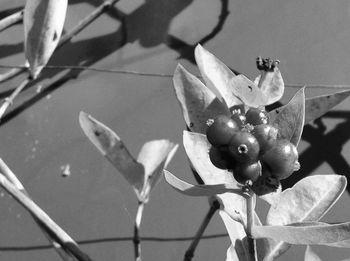 Low angle view of flowers