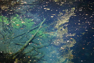 High angle view of trees by lake