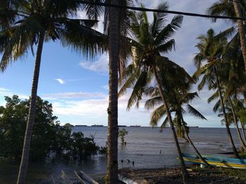 Palm trees on beach against sky