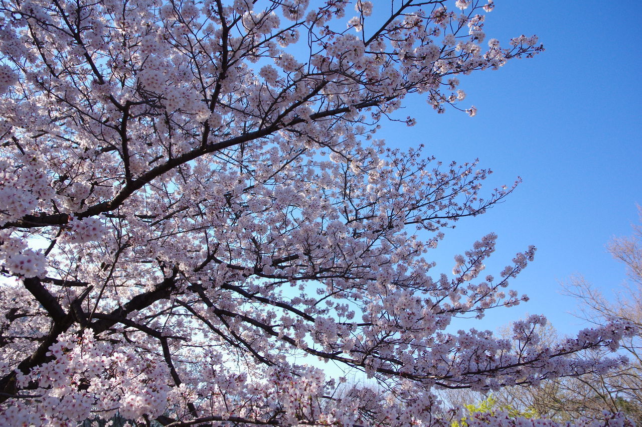 LOW ANGLE VIEW OF CHERRY BLOSSOM AGAINST SKY