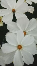 Close-up of white flowers