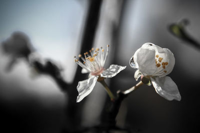 Close-up of white flowers blooming outdoors