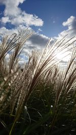 Close-up of wheat growing on field against sky