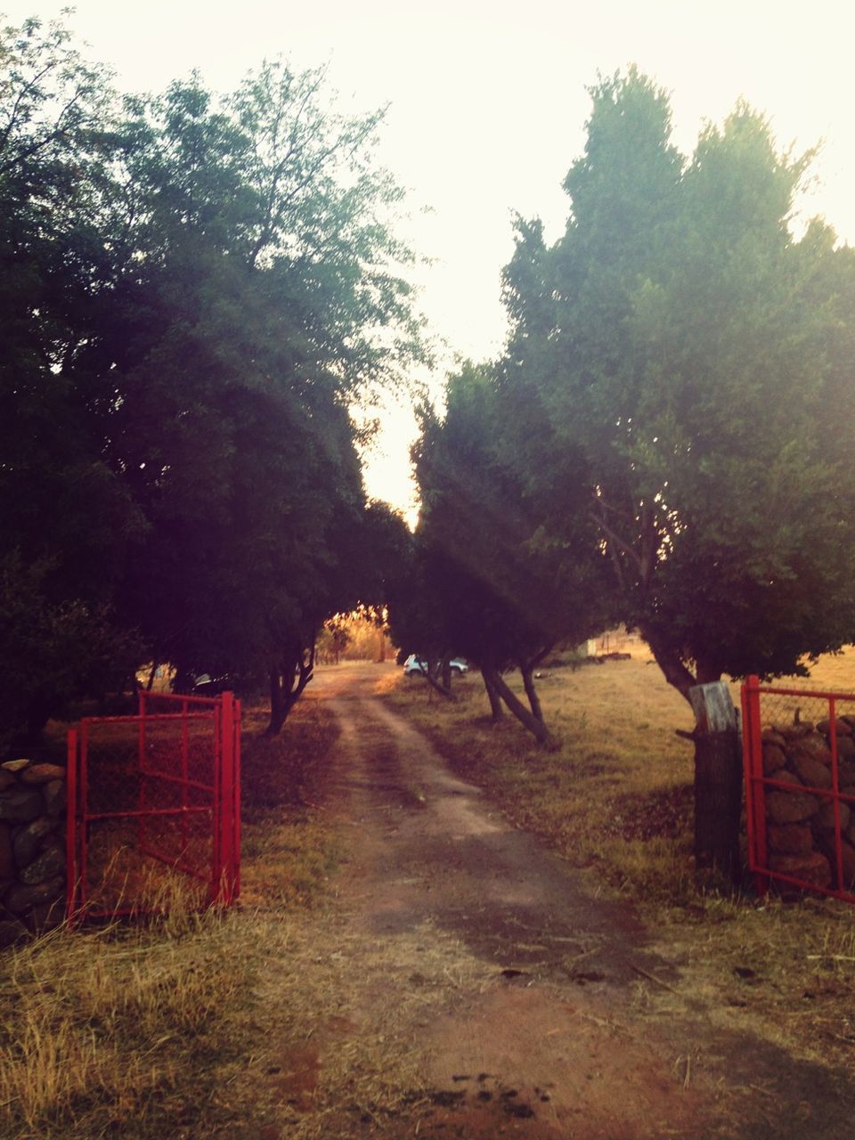 tree, the way forward, transportation, diminishing perspective, vanishing point, road, nature, tranquility, empty, clear sky, dirt road, sky, outdoors, fence, tranquil scene, footpath, field, growth, day, no people