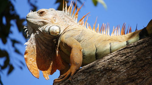 Low angle view of iguana on wood