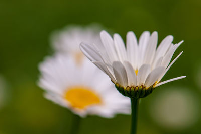 Close-up of white flower