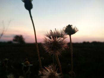 Close-up of thistle against sky during sunset