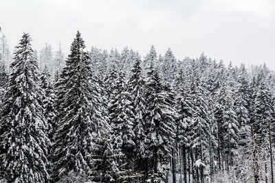 Pine trees in forest during winter against sky