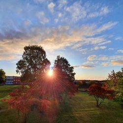 Trees on field against sky during sunset