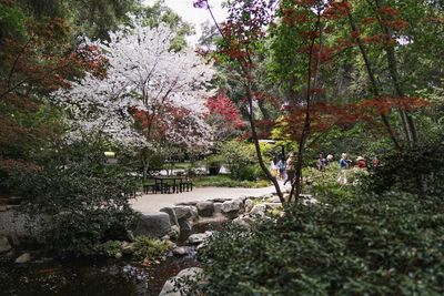 View of flowering trees in park