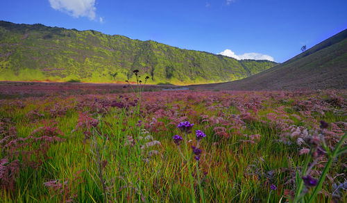 Scenic view of flowering plants on field against sky