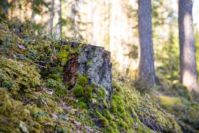 Close-up of moss growing on rock