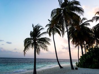 Palm trees on beach against sky during sunset