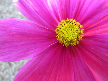 Close-up of pink flower blooming outdoors