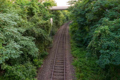 Railroad tracks amidst trees