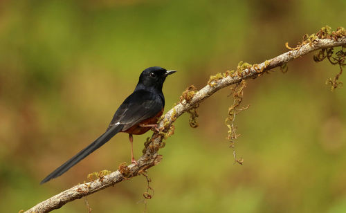 Close-up of bird perching on branch