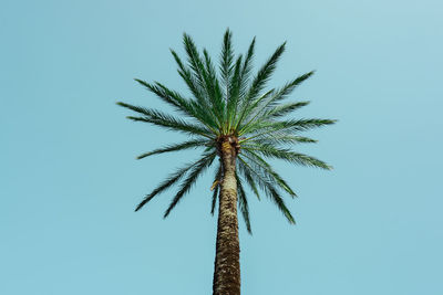 Low angle view of palm tree against clear sky