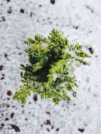 High angle view of plant in winter