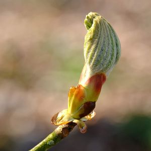 Close-up of green bud on plant